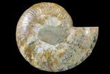 Cut & Polished Ammonite Fossil (Half) - Crystal Chambers #162325-1